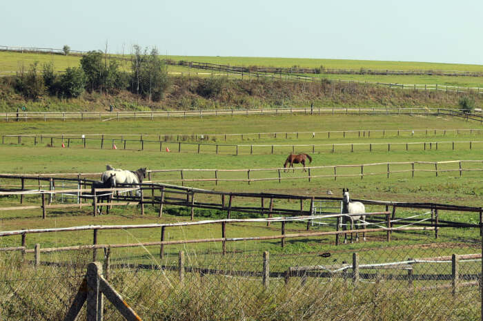 paddock chevaux