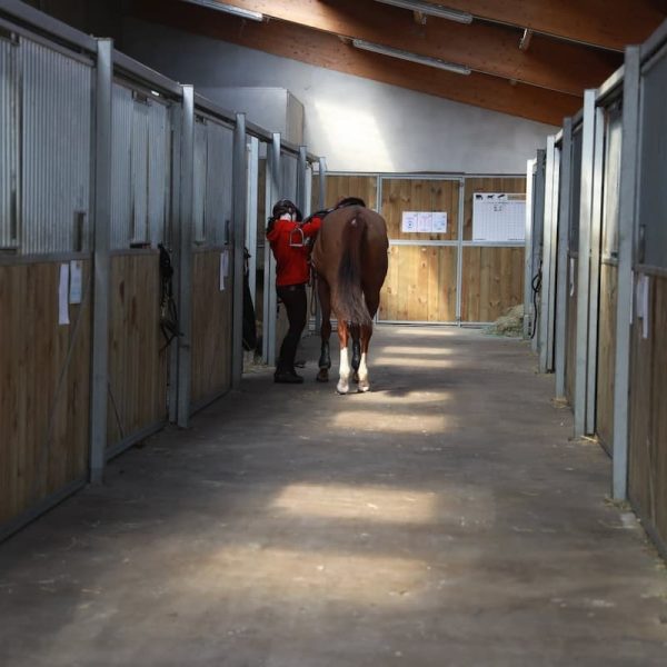pension cheval